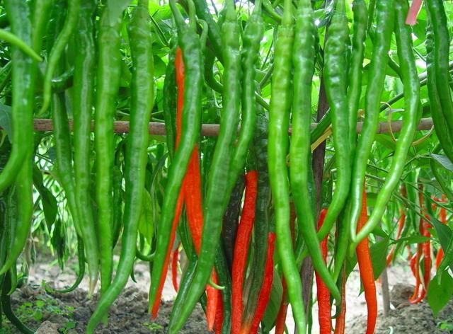 辣椒想高产多卖钱，农户种植辣椒必须要满足这三项条件