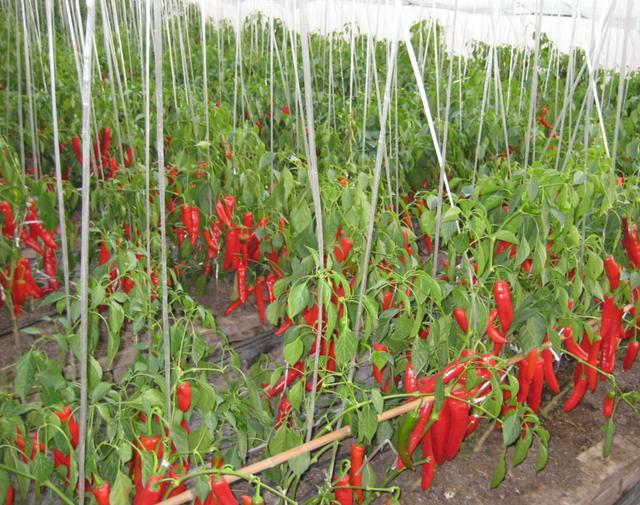 辣椒想高产多卖钱，农户种植辣椒必须要满足这三项条件