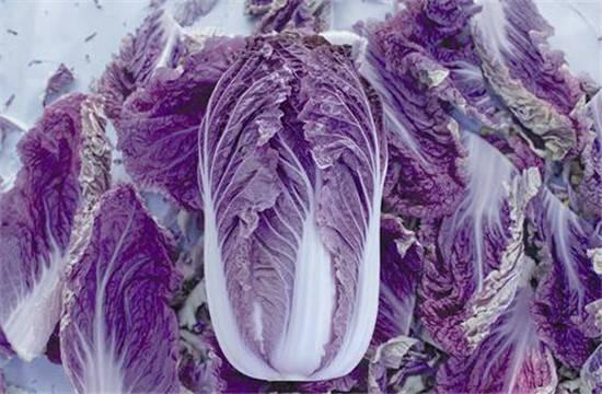 白菜变紫后，每公斤竟能卖到10块左右！