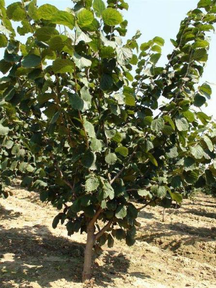 中国农民最适合种的7种坚果树，易种植、赚钱多