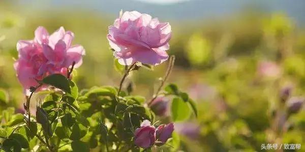 种花却不卖花，“沙漠玫瑰”产业链多点开花