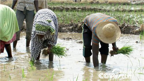 [致富经]我们在非洲种水稻 20190408
