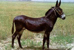 养驴网――肉驴养殖技术、养驴致富