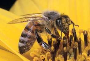 养蜂网――养蜂技术视频大全、养蜂赚钱的致富故事