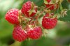 村民种植红树莓收获一亿两千万