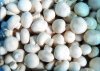 种植双孢菇3个月收利3万多元