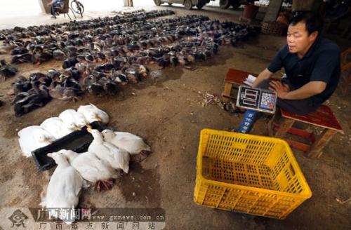 禽流感阴影下禽贱伤农 养殖户请客吃鸭熬