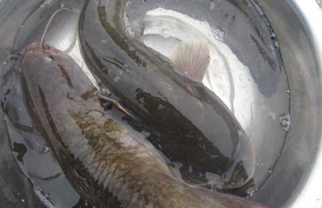叉尾鮰鱼高产养殖技术_斑点叉尾鮰和黄颡鱼_斑点叉尾鮰