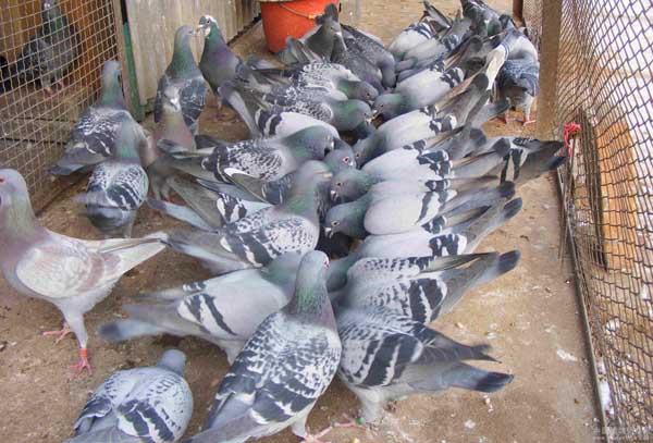 提高肉鸽繁殖率的方法