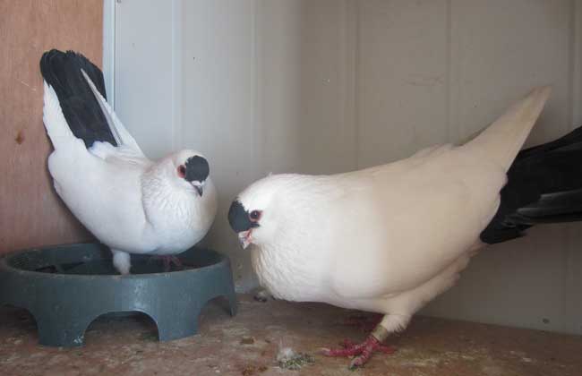 肉鸽的饲养阶段及阶段特点