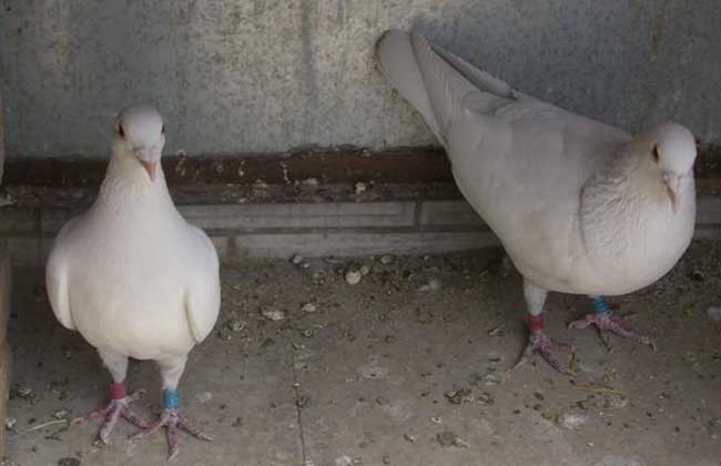 提高肉鸽繁殖率的方法