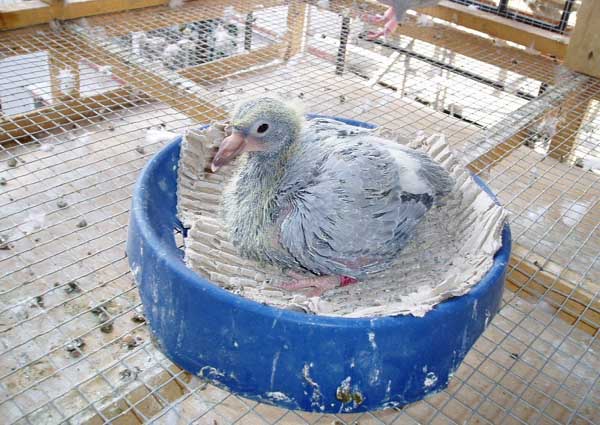 养殖户在发展肉鸽养殖前应注意那些问题