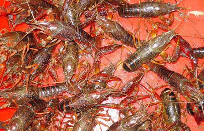 淡水龙虾养殖成本