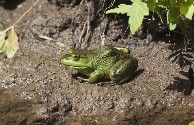 牛蛙品种图片大全