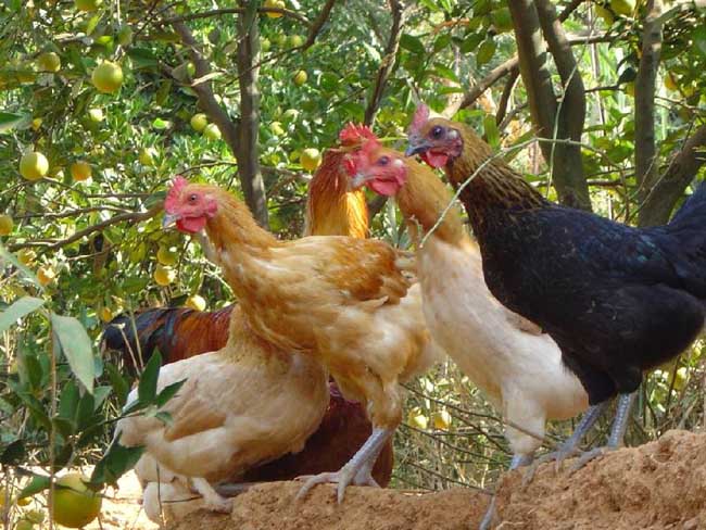 散养土鸡的养殖技术