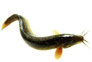 泥鳅养殖效益分析