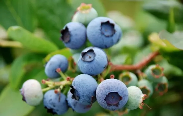 蓝莓发展前景与种植效益分析