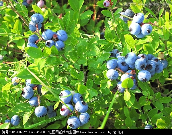 蓝莓发展前景与种植效益分析