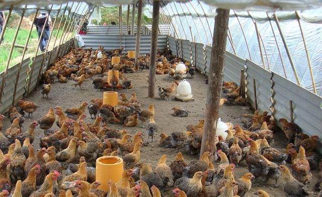 塑料大棚养鸡，投资少要求低！