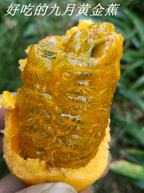 九月黄金蕉（五叶木通）种植基地与市场发展趋势