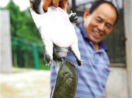 村民养殖甲鱼20余年 年产量近万斤