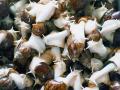 河南潢川：白玉蜗牛养殖示范基地带动周边农户致富