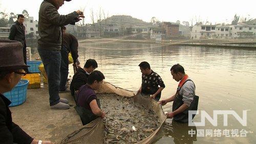 2014年一亩泥鳅纯利润 500元一斤的花泥鳅，给钱不卖背后有玄机(20140129) 