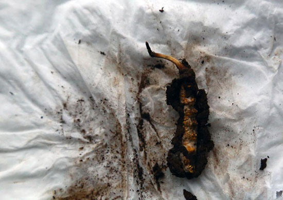 图为在杂多县阿多乡境内牧民采挖到的冬虫夏草。