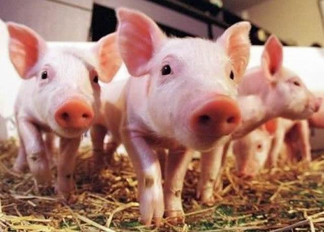 被禁止养猪了，农民还能做什么